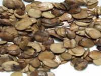 LOCUST BEANS